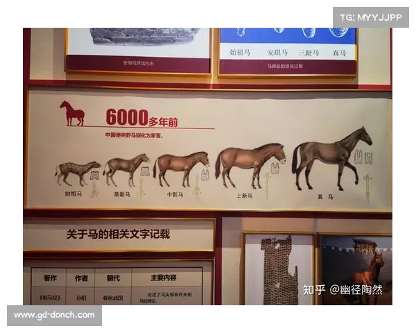 马的脚趾结构与进化特点解析探讨其独特性对运动性能的影响 马的脚趾结构与进化特点解析探讨其独特性对运动性能的影响